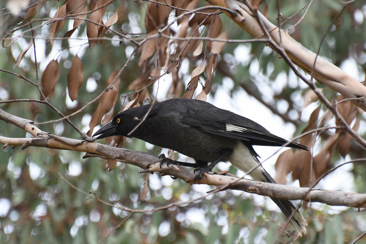 Pied Currawong - ML272849371