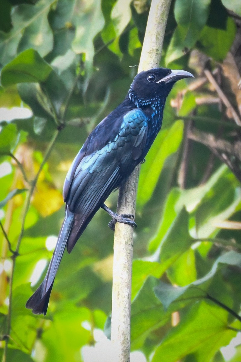 Hair-crested Drongo - ML272849451