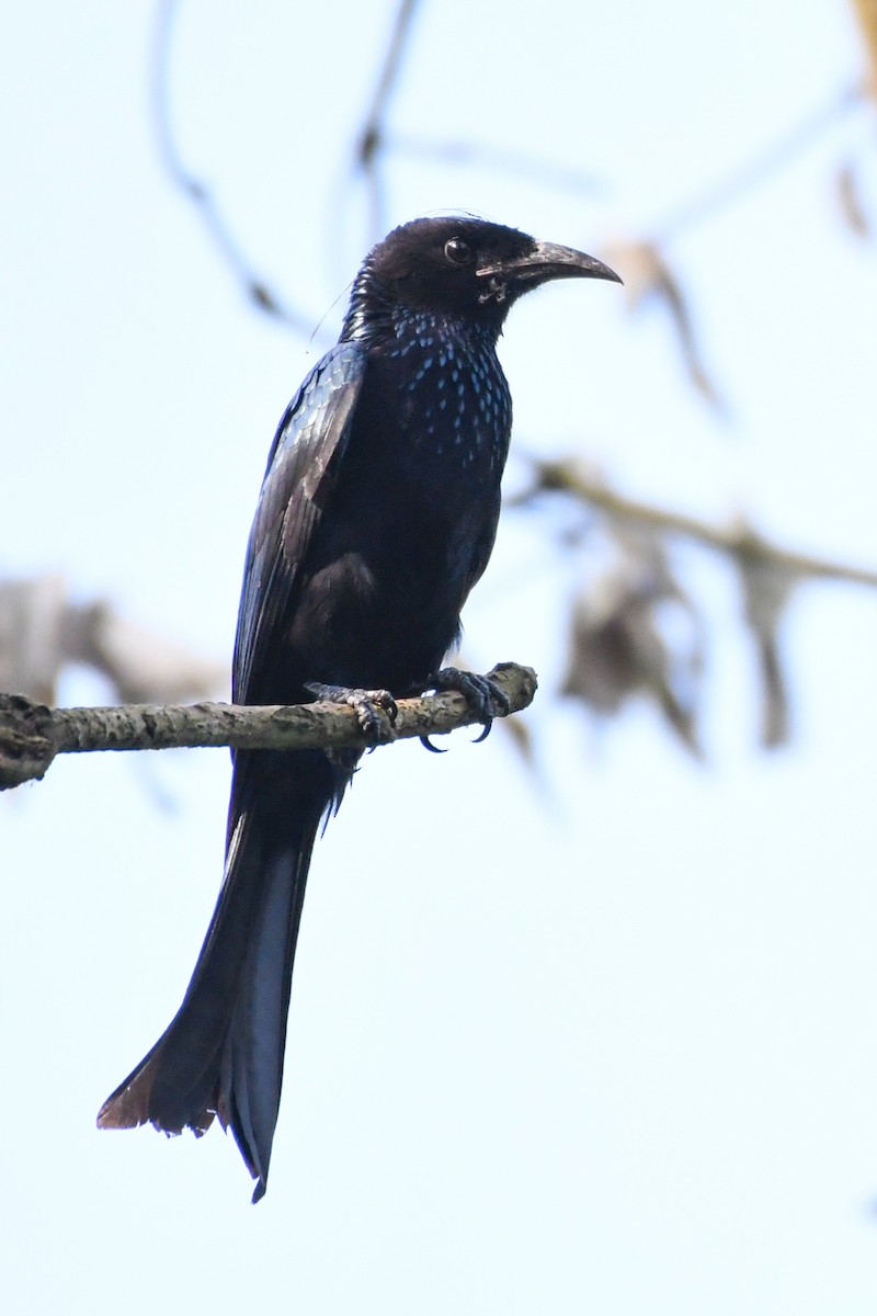 Hair-crested Drongo - ML272849501