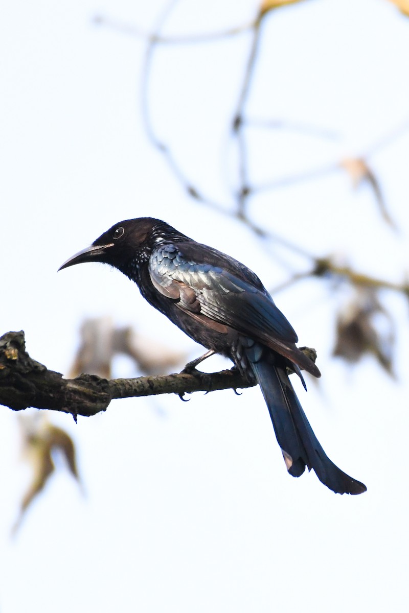 Hair-crested Drongo - ML272849571