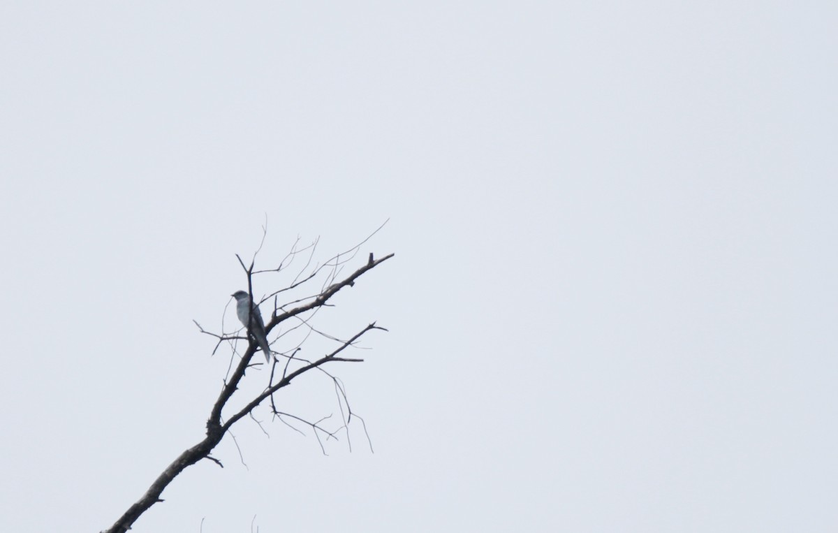 Large Cuckooshrike - ML272850521