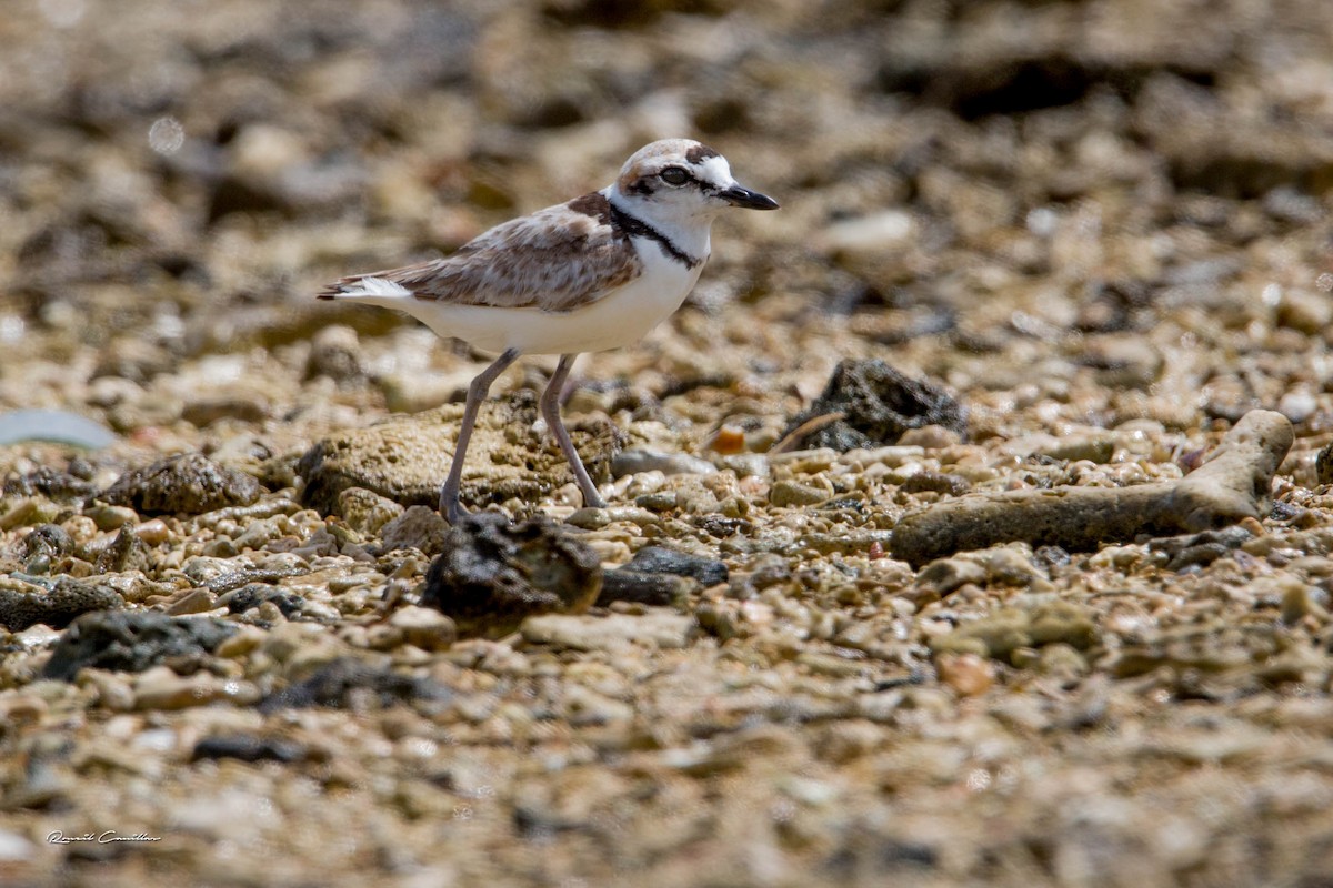 Malaysian Plover - ML272851121