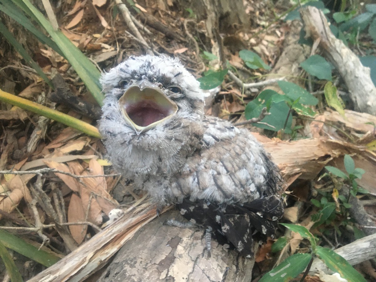 Tawny Frogmouth - Patrick Brabant