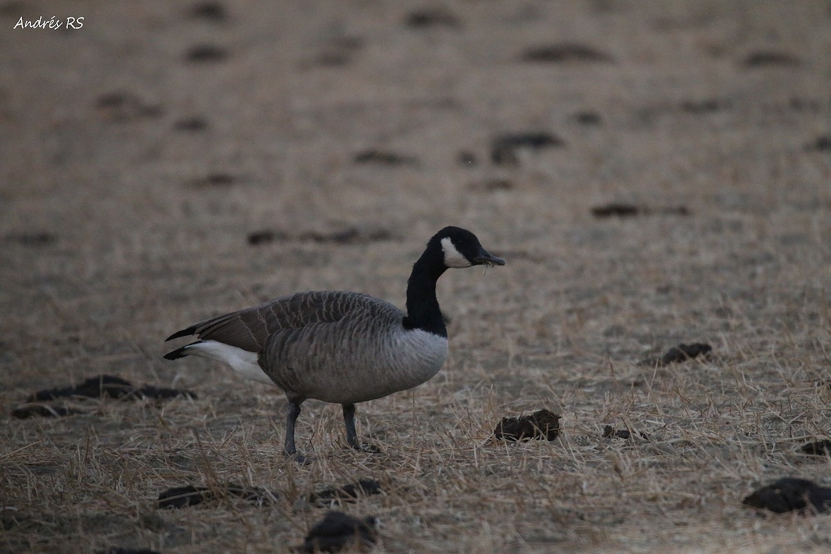 Canada Goose - Andrés  Rojas Sánchez