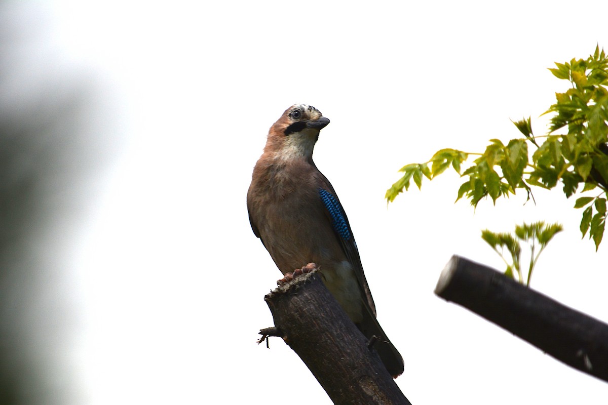 Eurasian Jay - ML272851901