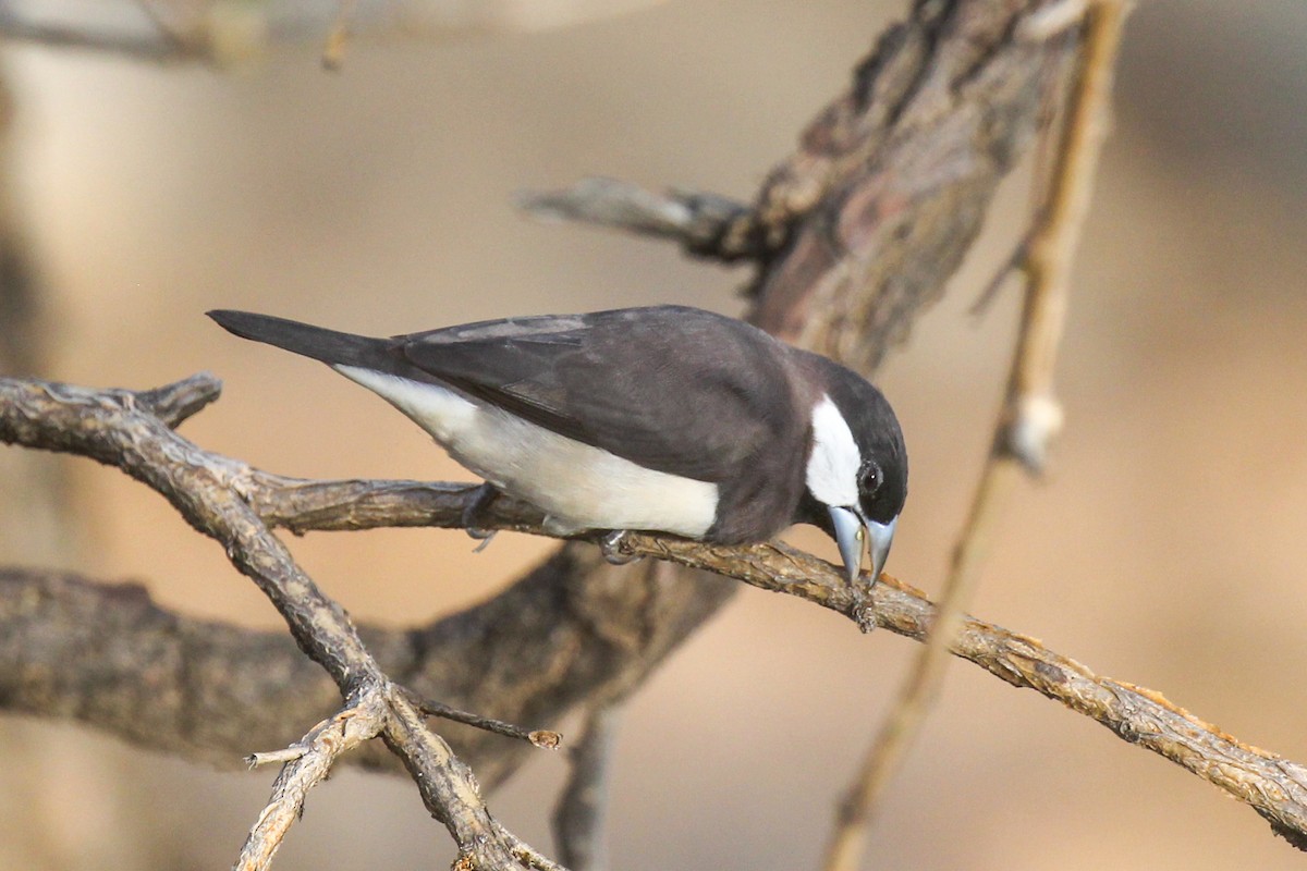 Timor Sparrow - Jafet Potenzo Lopes