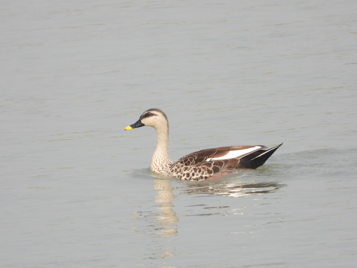 Indian Spot-billed Duck - ML272852721