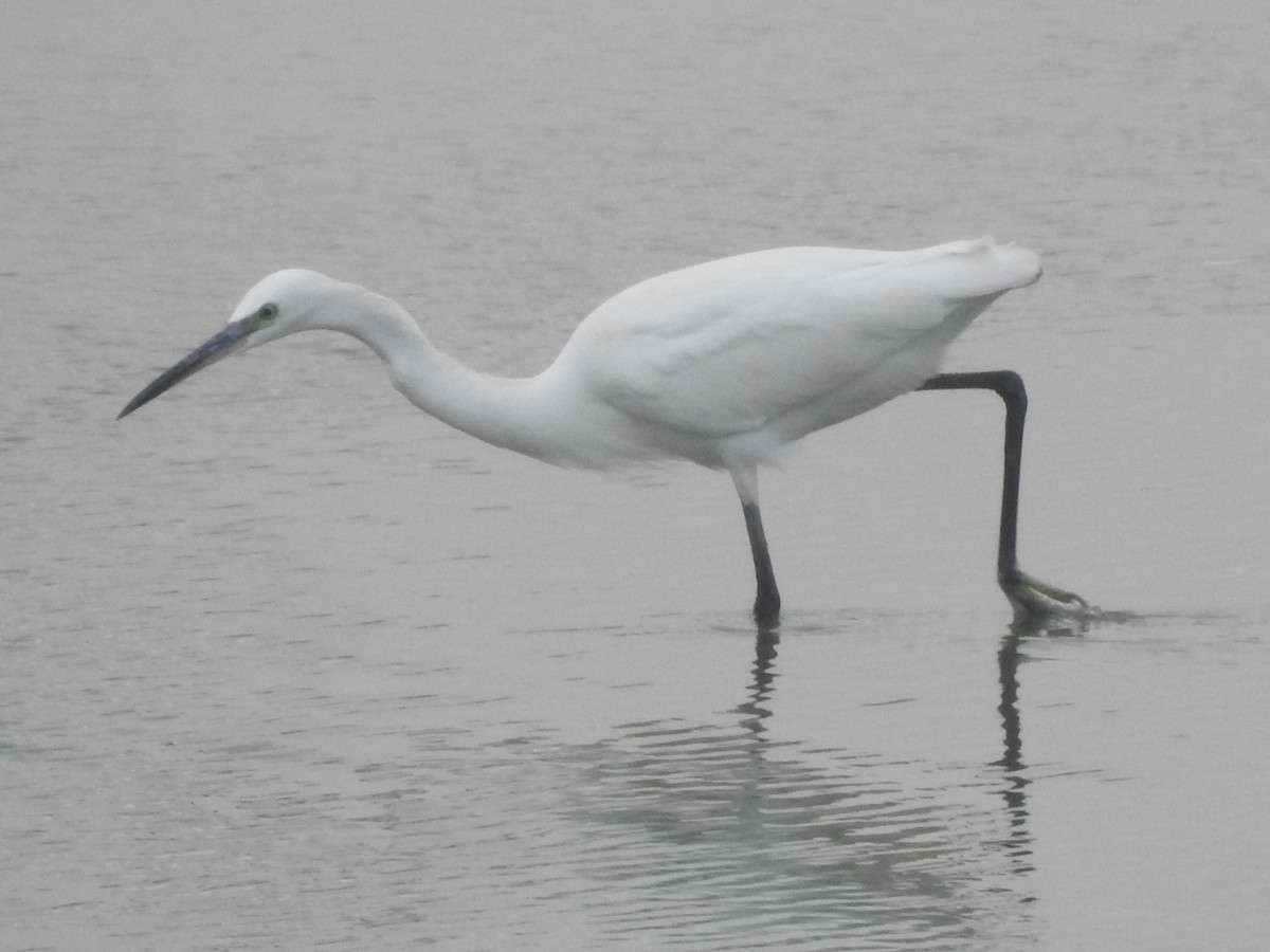 Little Egret - Arulvelan Thillainayagam