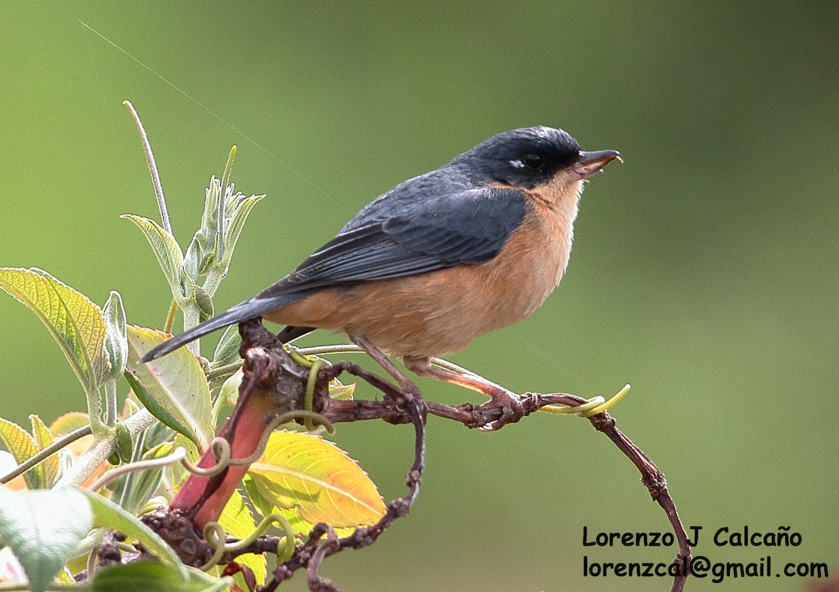 Rusty Flowerpiercer - ML272853331