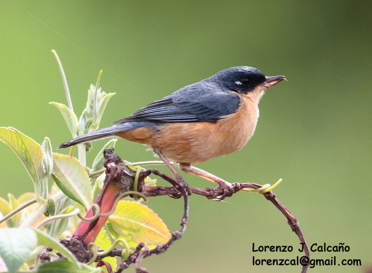 Rusty Flowerpiercer - ML272853341