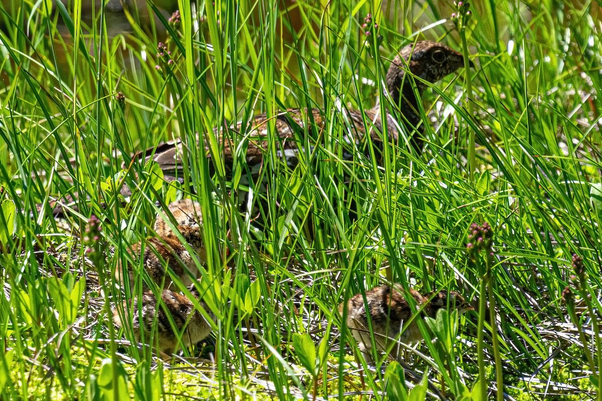 Sooty Grouse - ML272853361