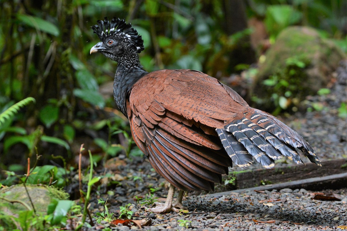 Great Curassow - David Hollie