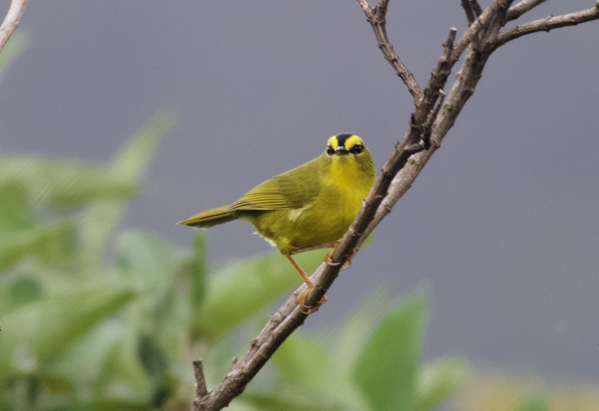 Black-crested Warbler - Gary Brunvoll