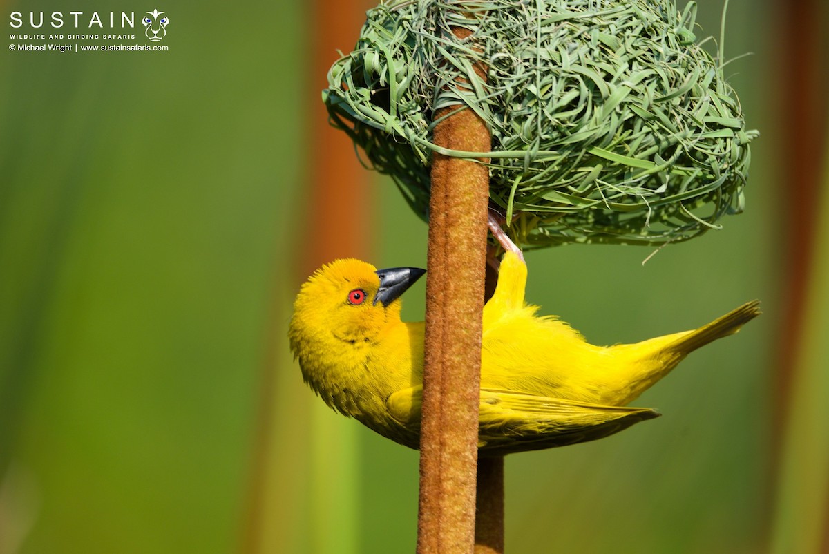 African Golden-Weaver - Michael Wright