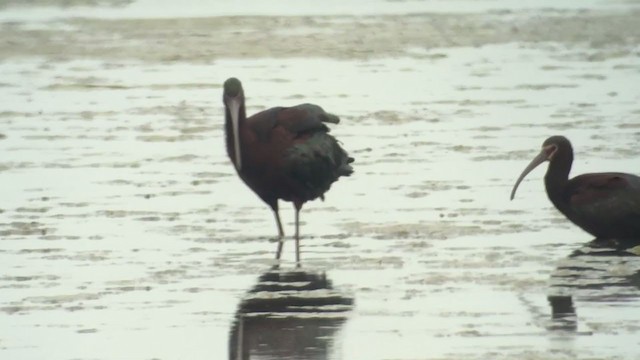 Glossy x White-faced Ibis (hybrid) - ML272857421