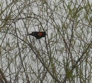 Red-winged Blackbird - Rachael  MacLagan