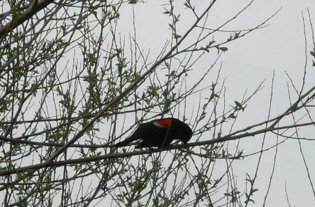 Red-winged Blackbird - ML27285871