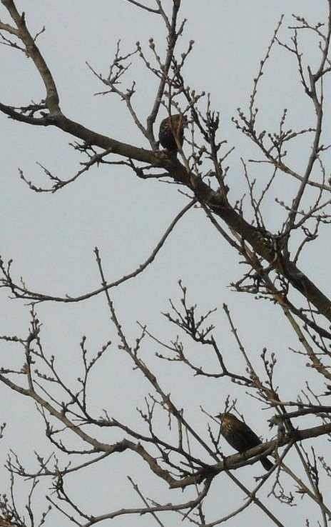 Red-winged Blackbird - ML27285891