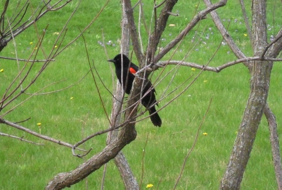 Red-winged Blackbird - ML27285901
