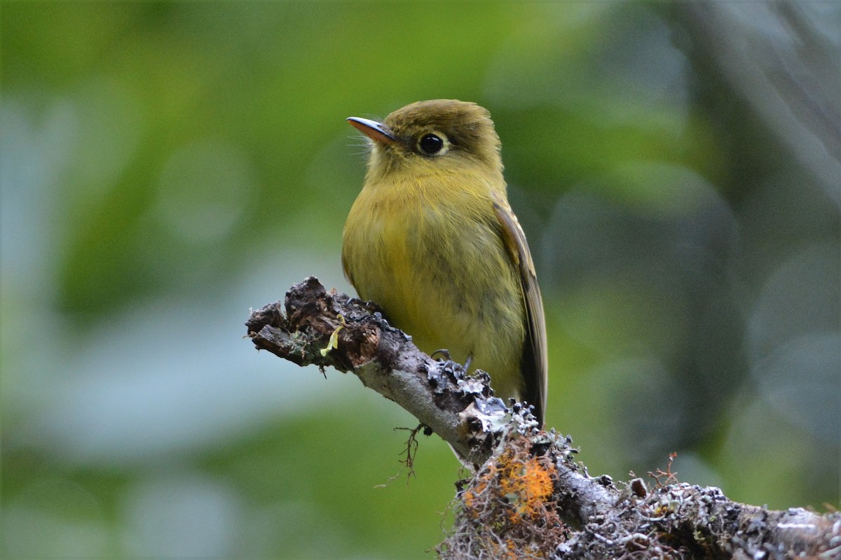 Yellowish Flycatcher - David Hollie