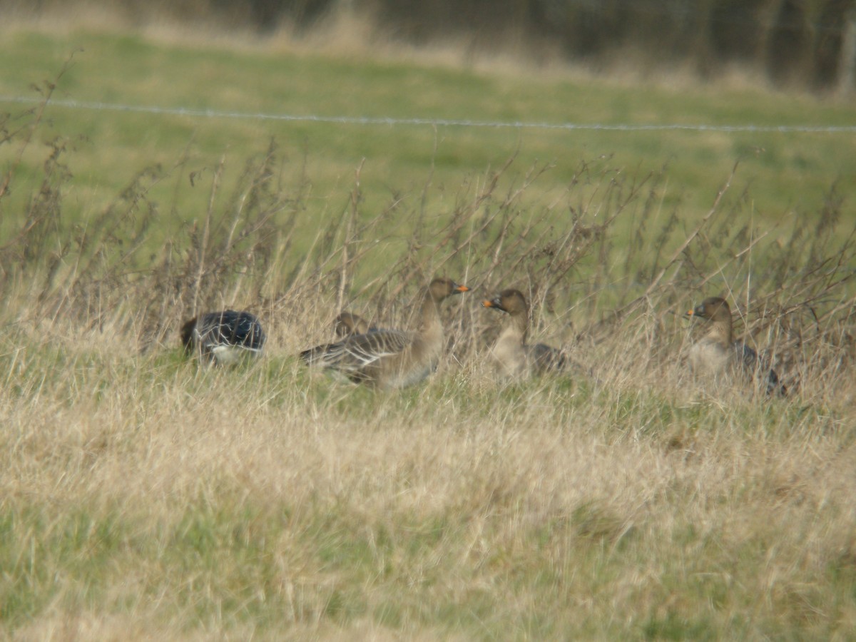 Tundra Bean-Goose - ML272859971