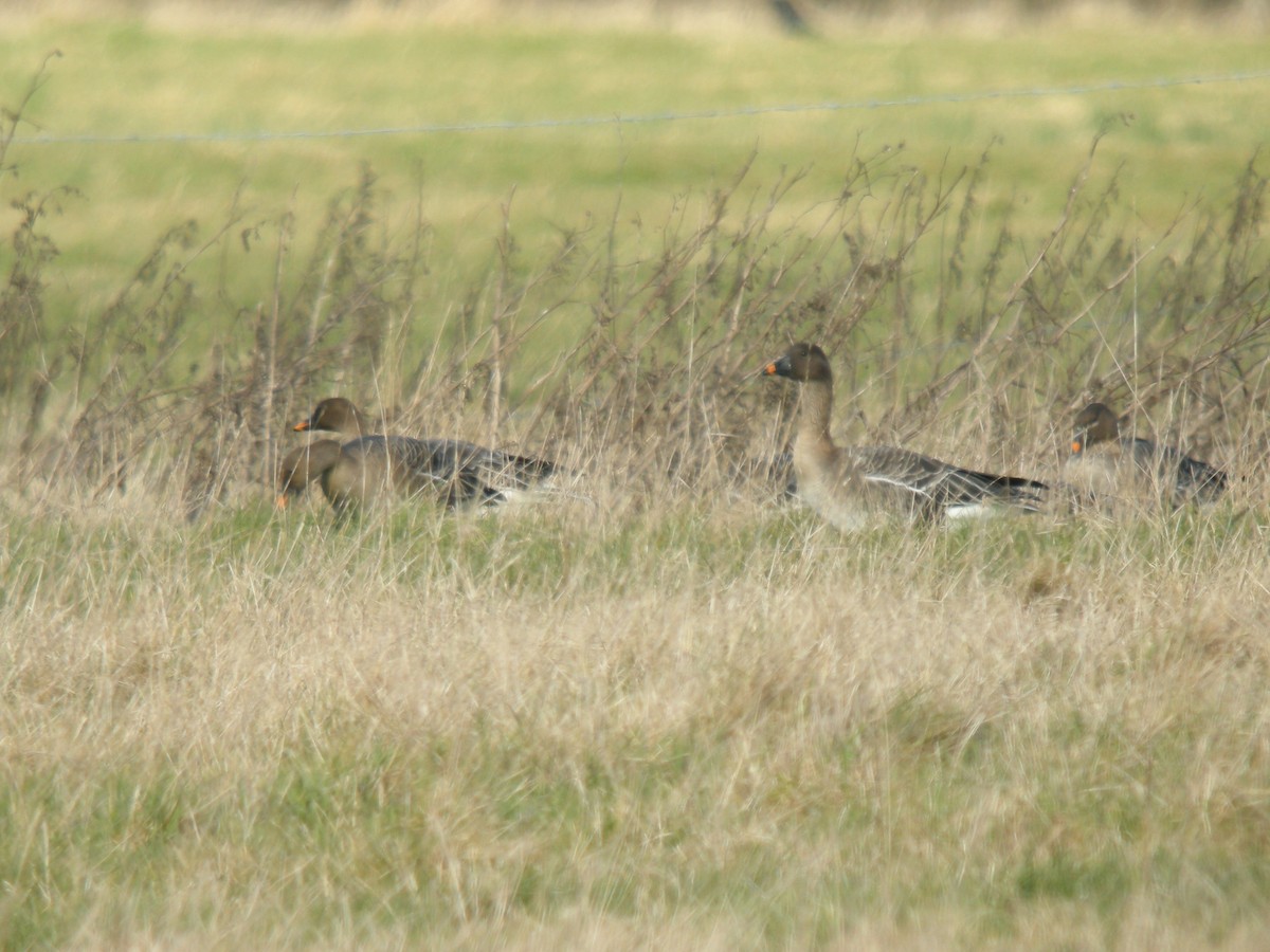 Tundra Bean-Goose - ML272860001