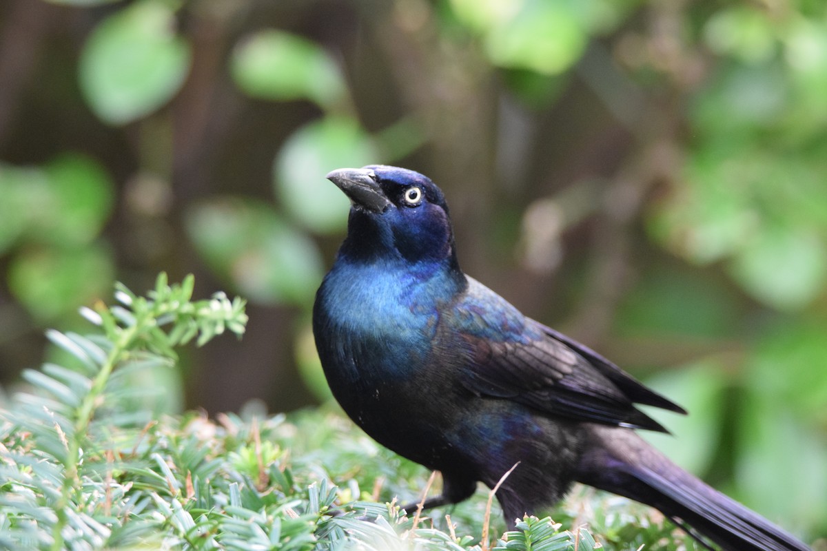 Common Grackle - ML272860731