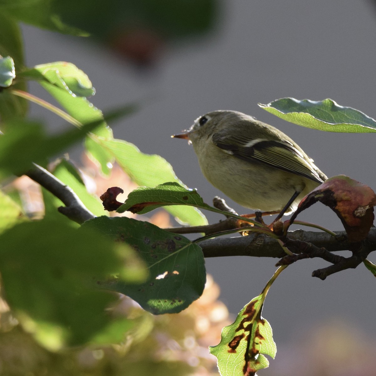 Ruby-crowned Kinglet - ML272860811