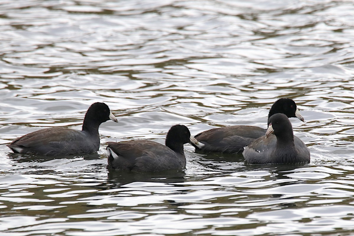 American Coot - ML272861381