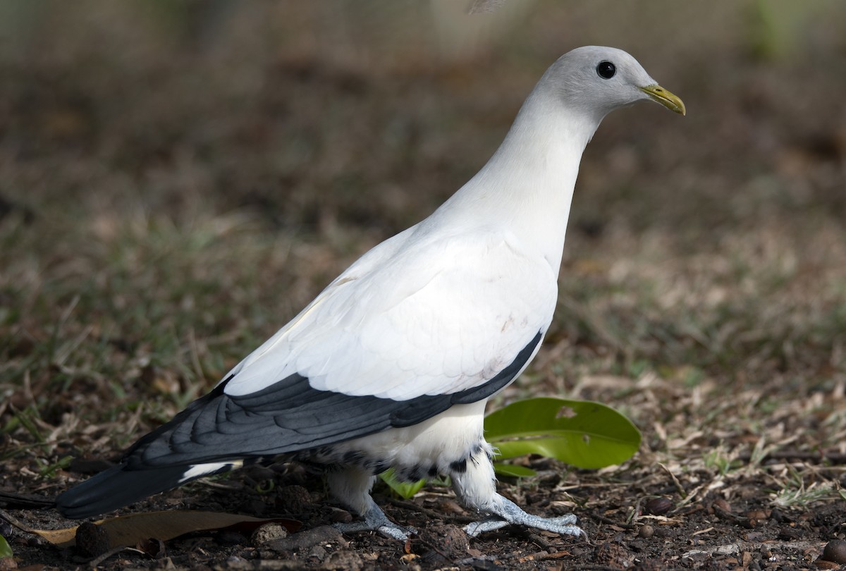 Torresian Imperial-Pigeon - ML272861811