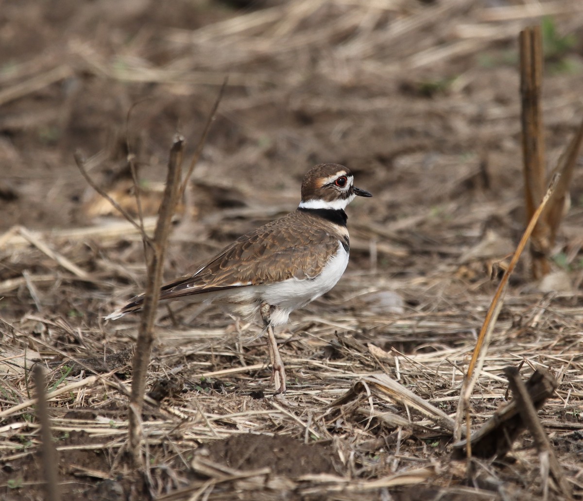 Killdeer - ML272862171