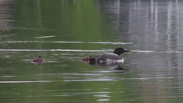 Common Loon - ML272862611