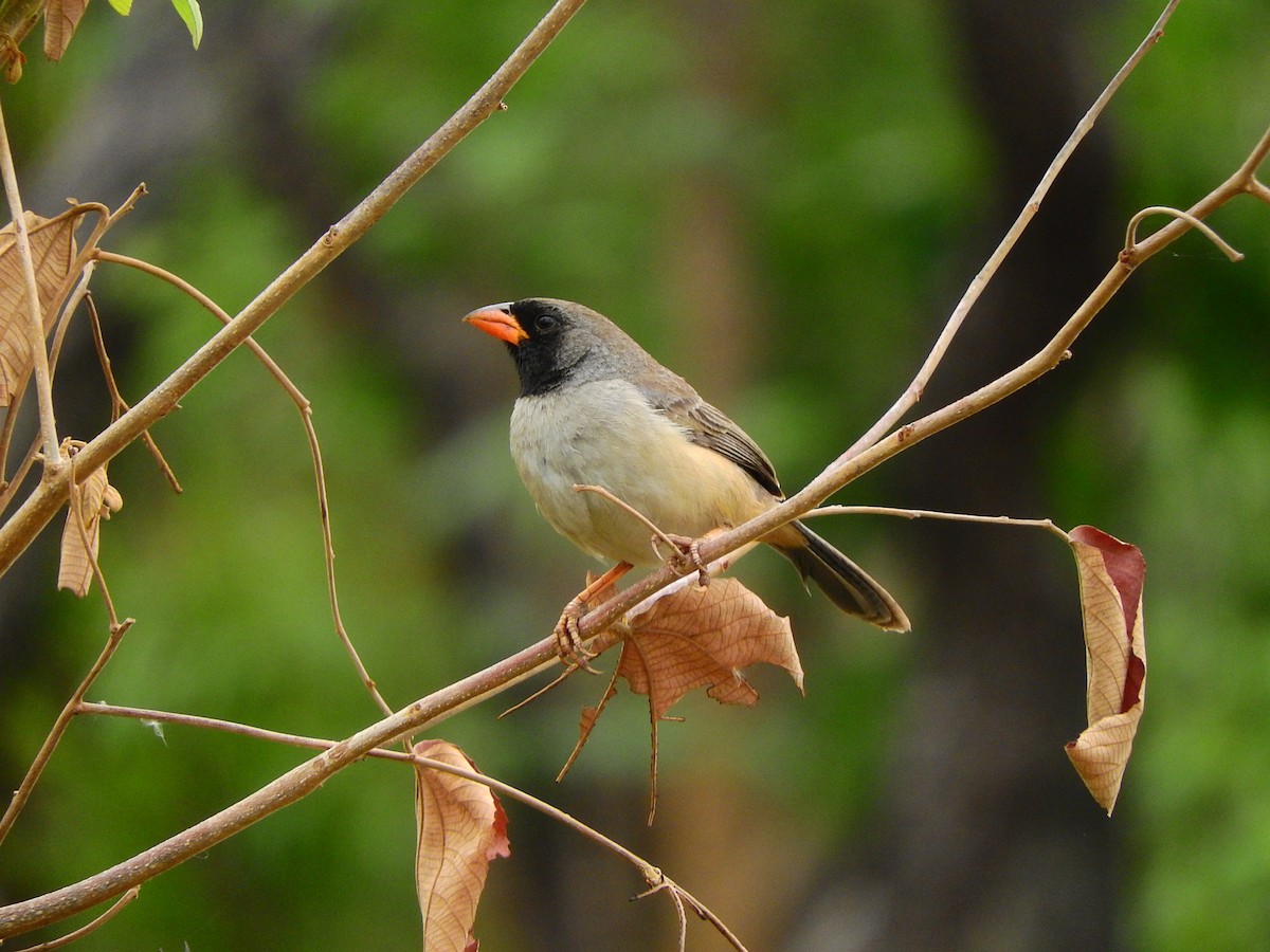 Black-throated Saltator - ML272862791