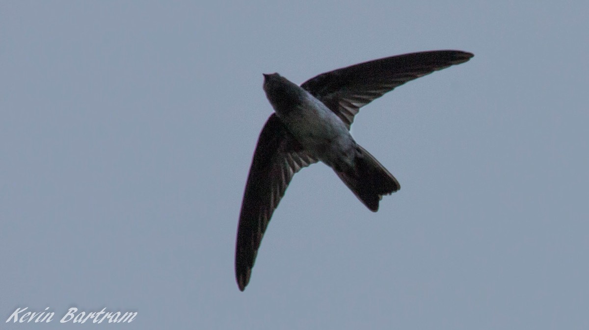 Christmas Island Swiftlet - Kevin Bartram