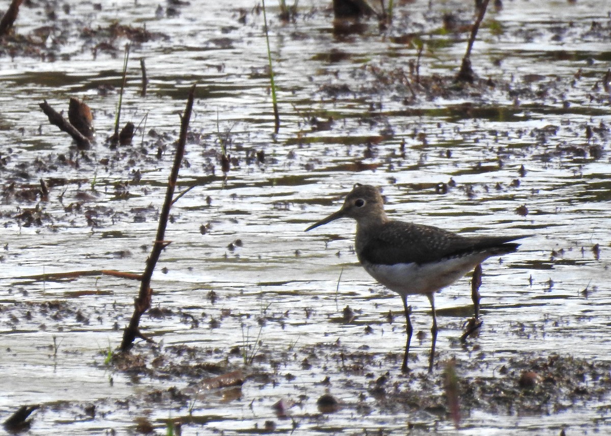 Solitary Sandpiper - Luciana Chiyo