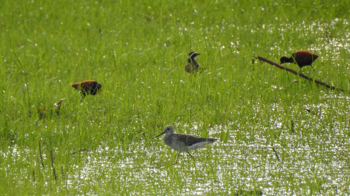 Greater Yellowlegs - ML272863921