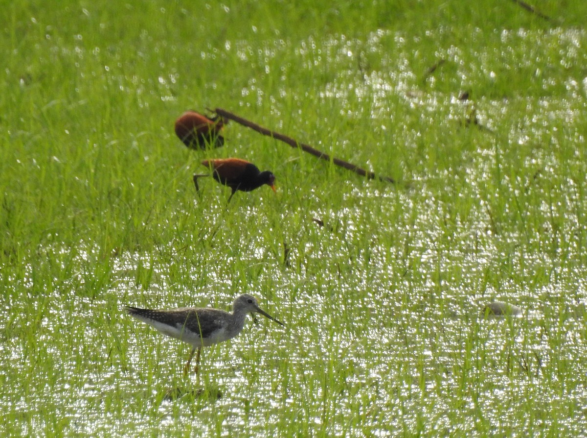 Greater Yellowlegs - ML272863961