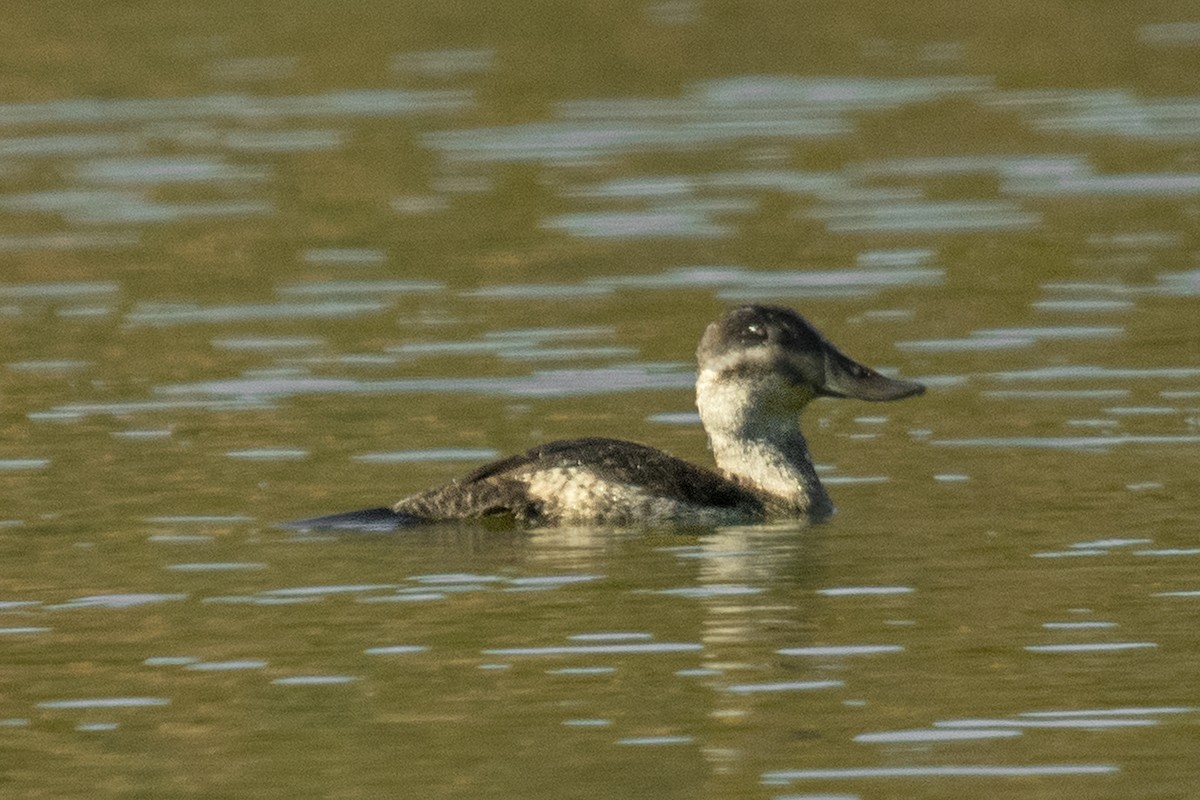 Ruddy Duck - Bonita Portzline