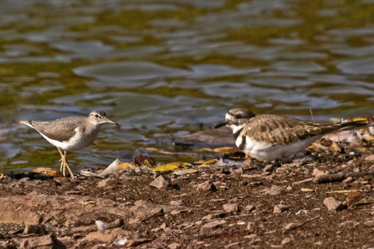 Spotted Sandpiper - Bonita Portzline