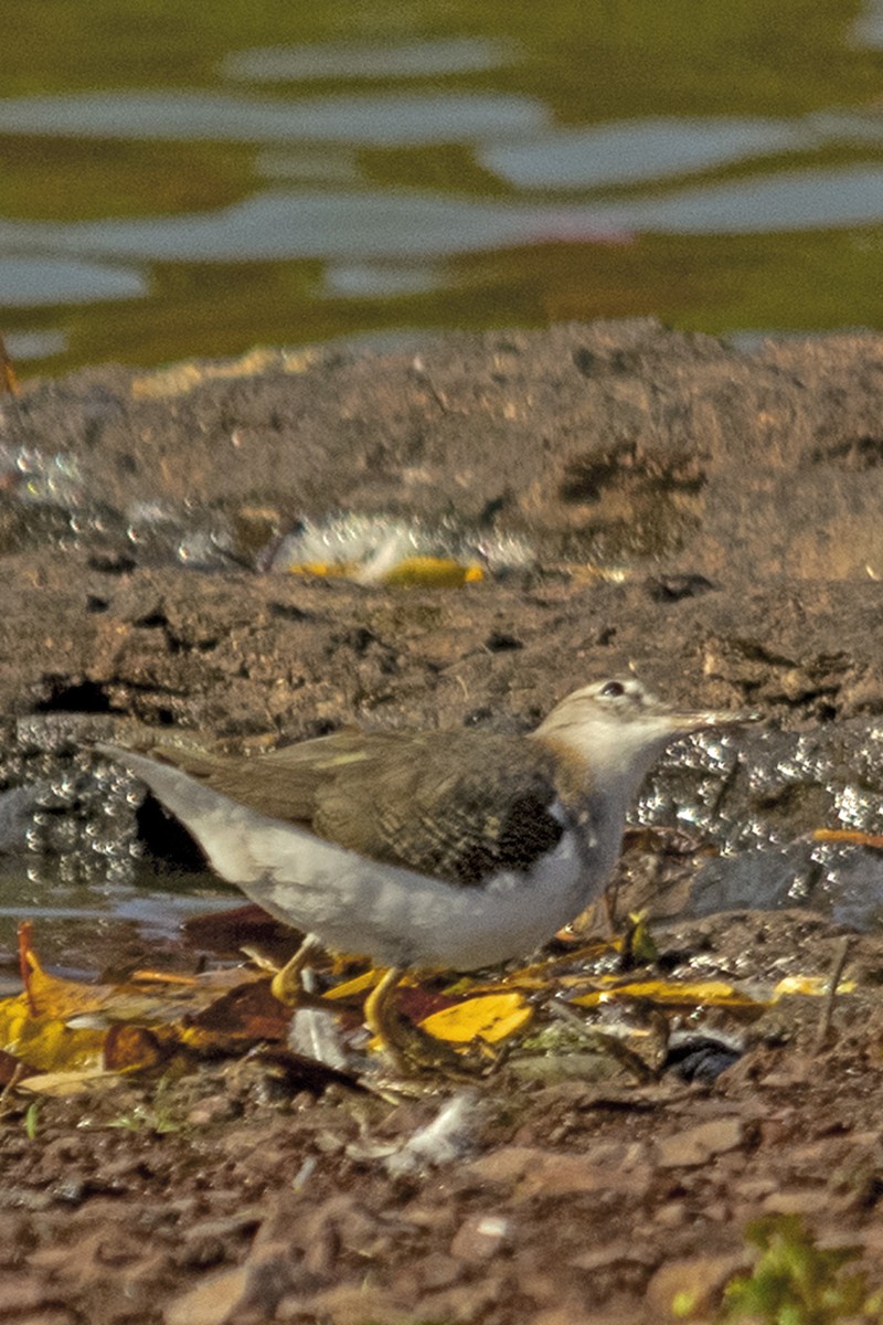 Spotted Sandpiper - Bonita Portzline