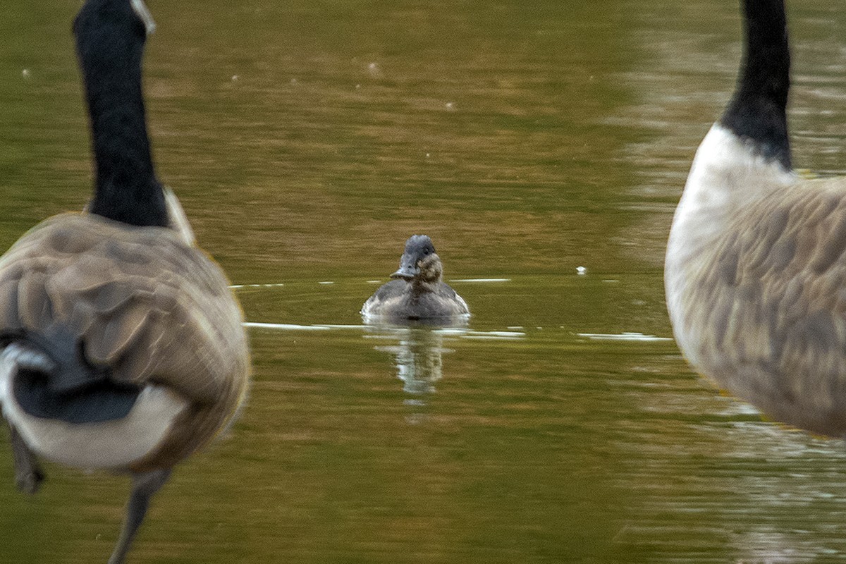 Ruddy Duck - Bonita Portzline