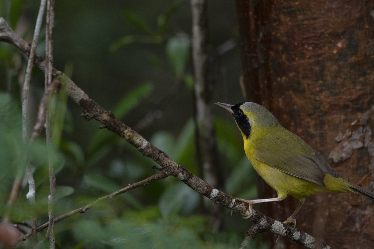 Bahama Yellowthroat - Elijah Sands 🦅