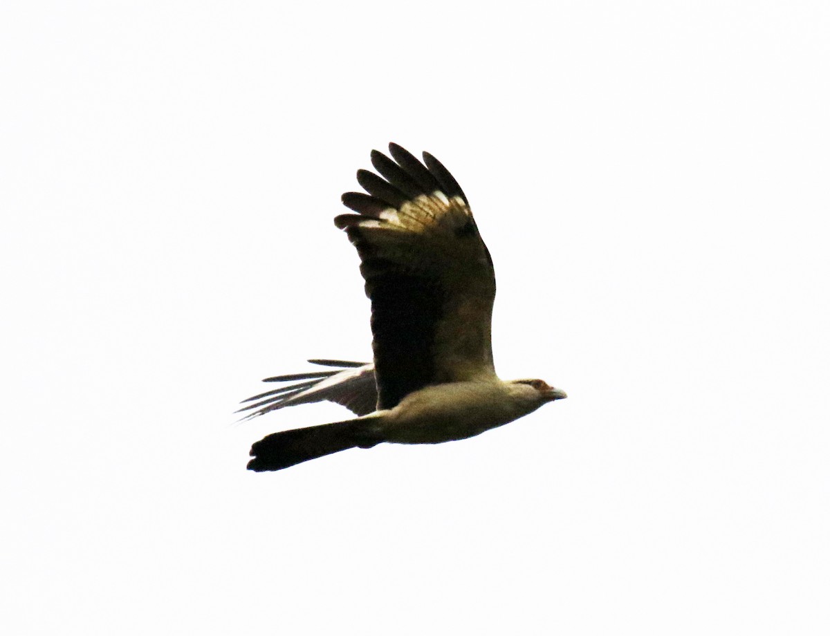 Yellow-headed Caracara - Jacek Mlynarek