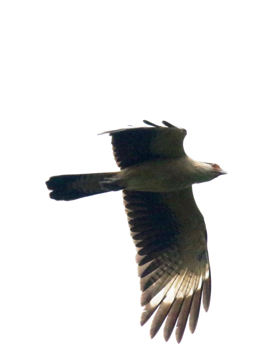 Caracara à tête jaune - ML272865651