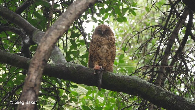 Pel's Fishing-Owl - ML272865921