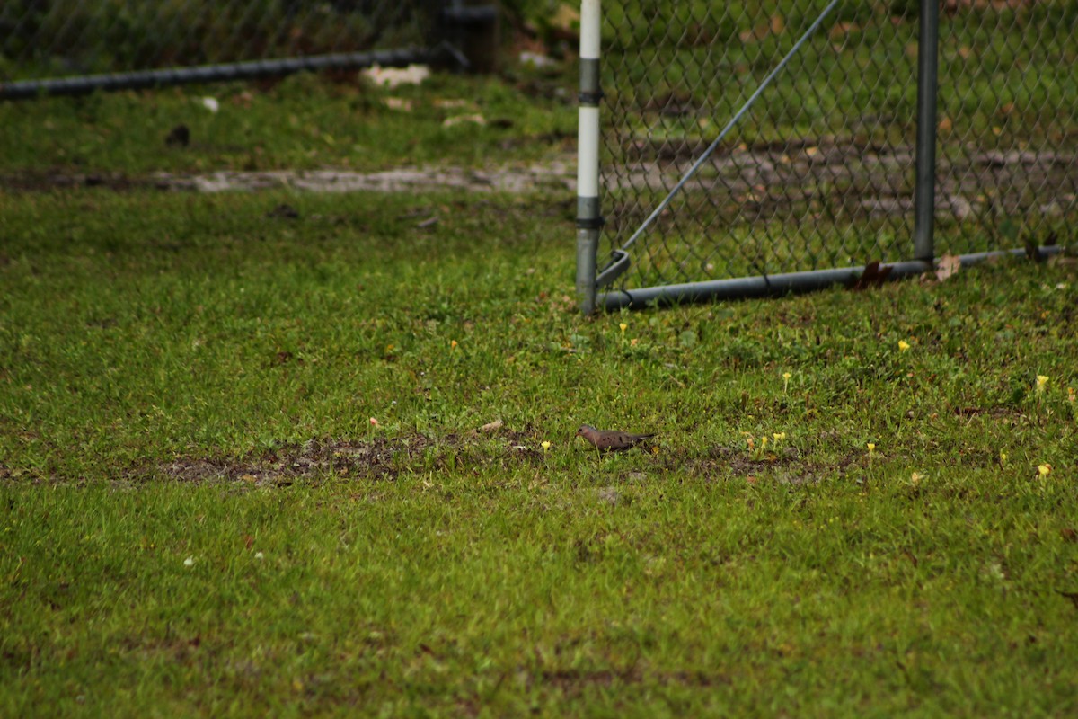Common Ground Dove - ML27286611