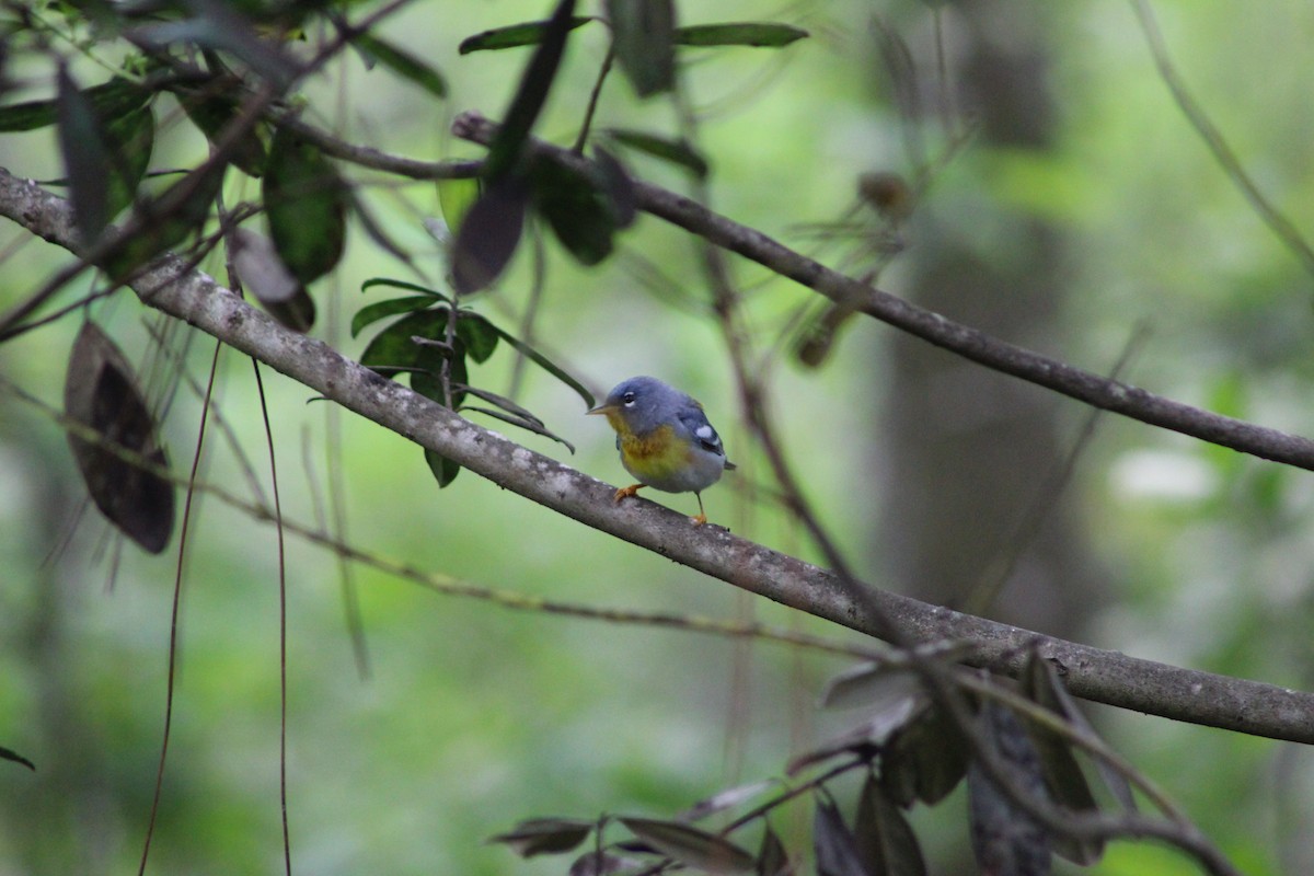 Northern Parula - ML27286631