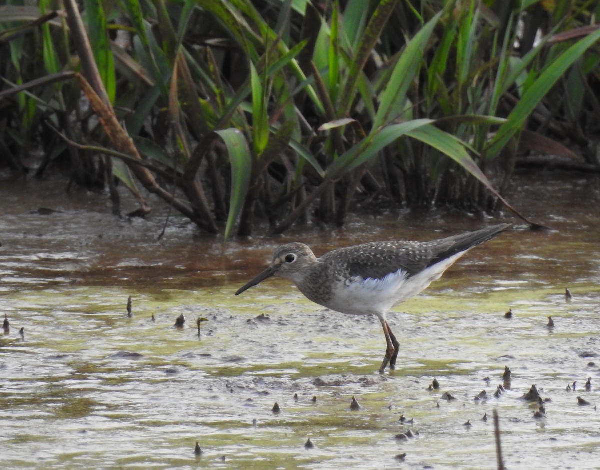 Solitary Sandpiper - ML272866421