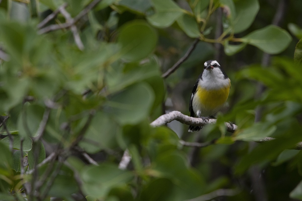 Zuckervogel - ML272866881