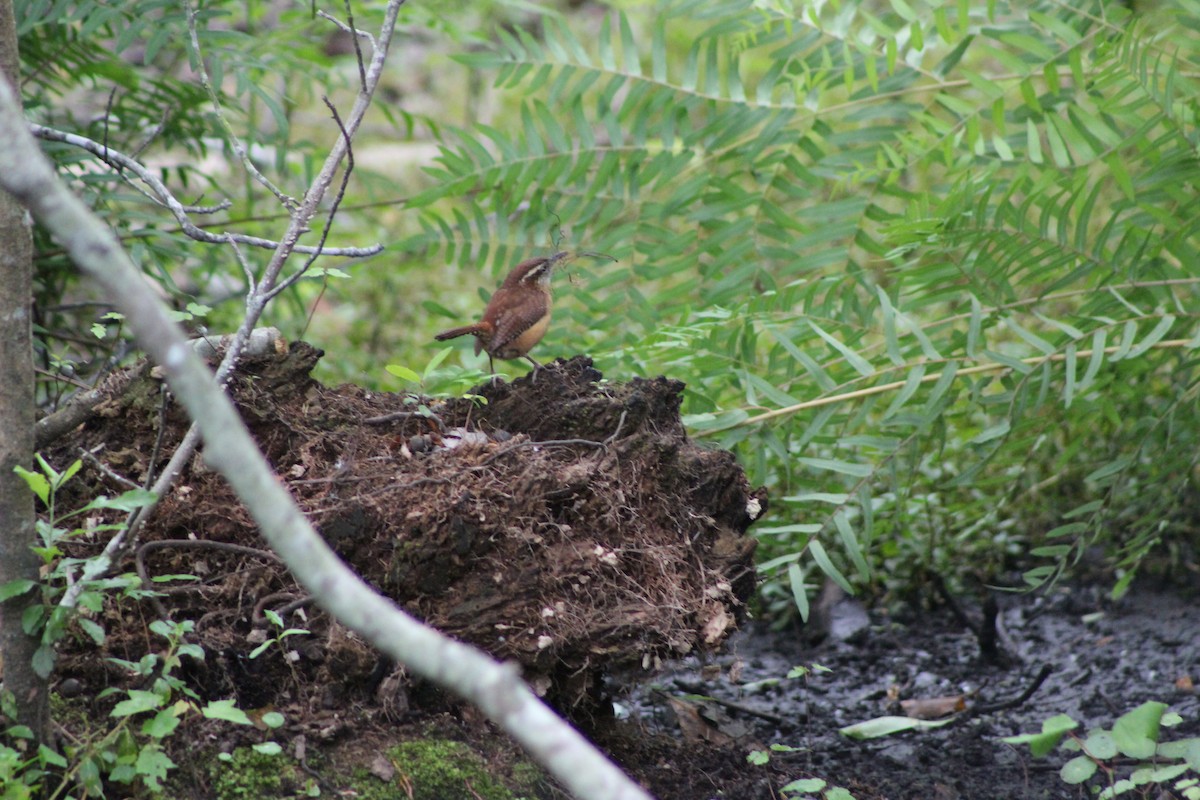 Carolina Wren - ML27286731